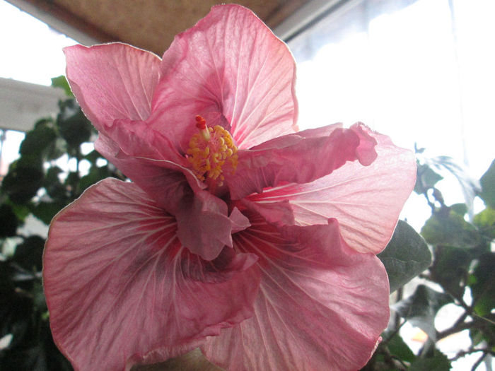 hibiscus - ianuarie 2014