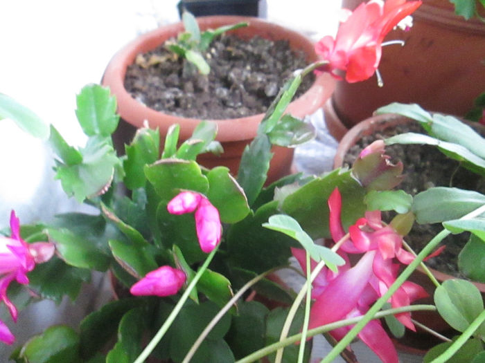 schlumbergera - ianuarie 2014