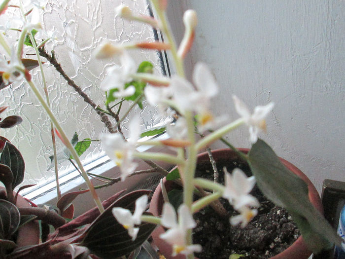 orhidee 3 - ianuarie 2014