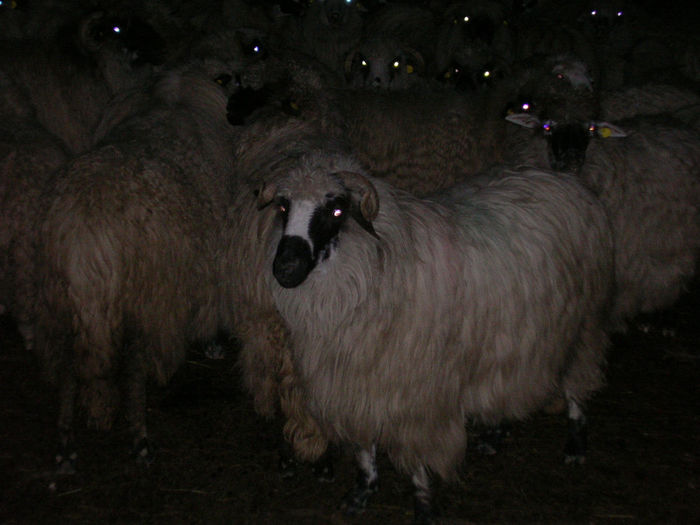 breaza - OILE TOAMNA