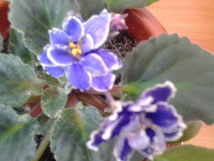 Fotografie0353 - Violete