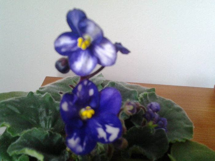 Fotografie0335 - Violete