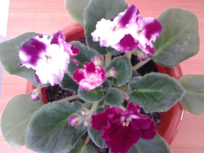 Fotografie0342 - Violete