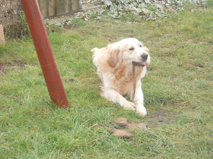 Picture 525 - GOLDEN RETRIVER ---  RONNY