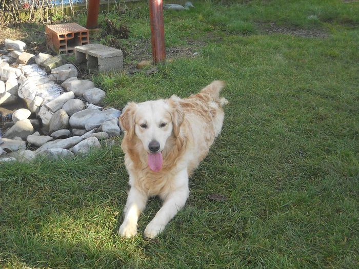 Picture 484 - GOLDEN RETRIVER ---  RONNY