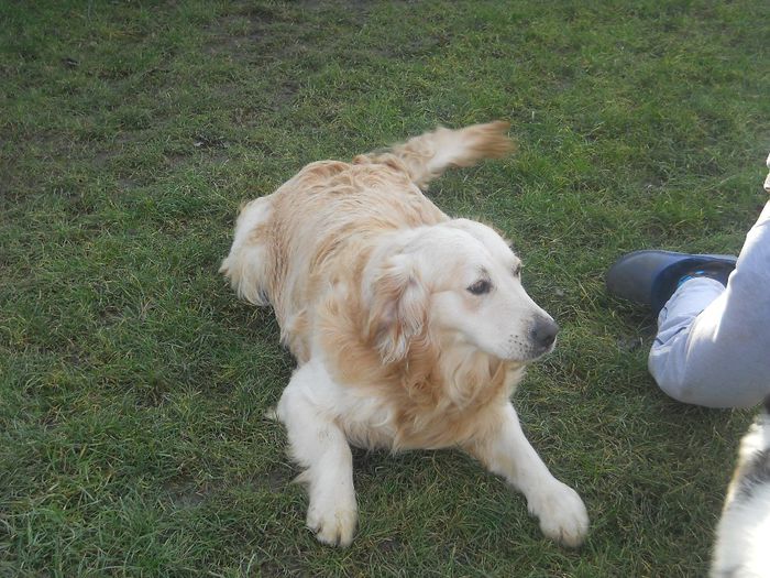 Picture 489 - GOLDEN RETRIVER ---  RONNY