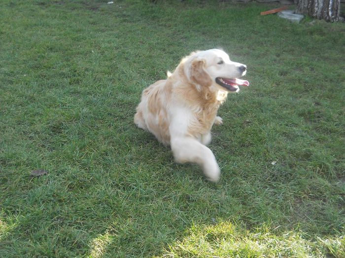 Picture 500 - GOLDEN RETRIVER ---  RONNY