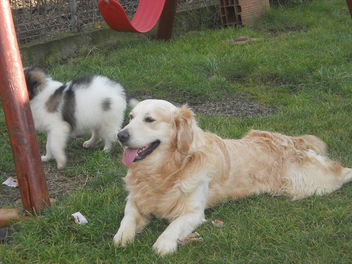 Picture 506 - GOLDEN RETRIVER ---  RONNY