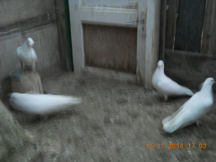 porumbeii mei 011