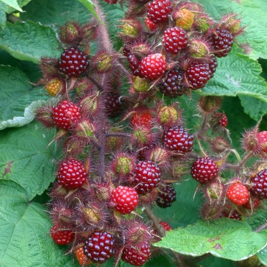 rubus_phoenicolasius - a-alte seminte rare