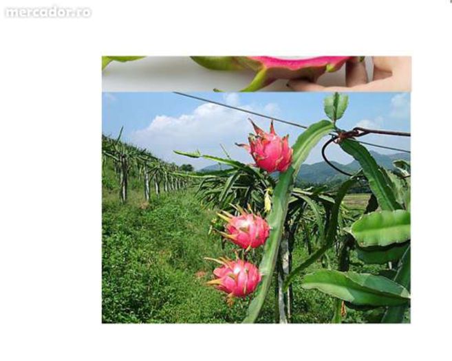 De pe net-pitaya-fructul-dragonului - Pitaya sau fructul dragonului