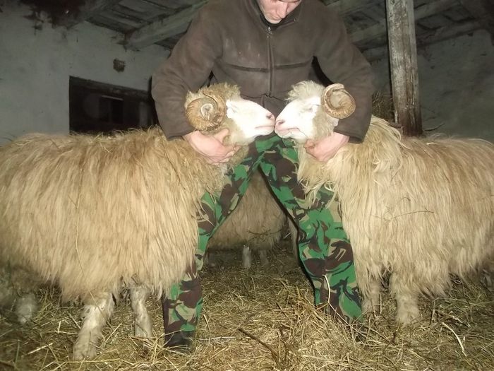 Nici nu sti care ii 1 sau care ii altu - Carlani 2013-2014