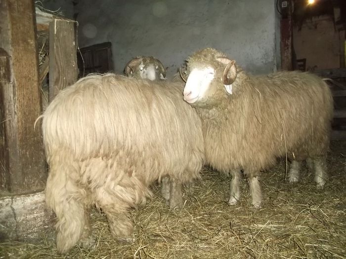 Picture 1580 - Carlani 2013-2014