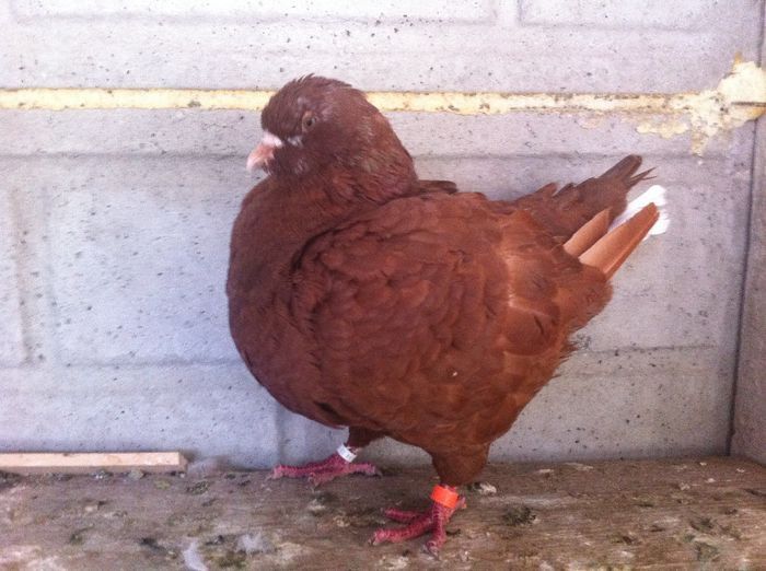 FEMELA ROSULUI,POPA LIVIU ;ORADEA