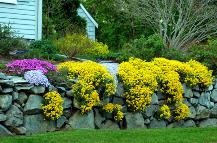 Alyssum saxatile Gold