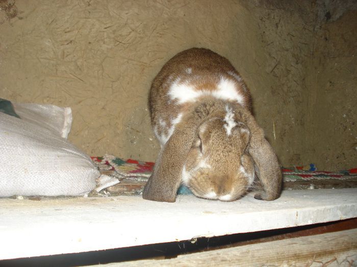 mascul 7 luni - iepuri rasa berbeci