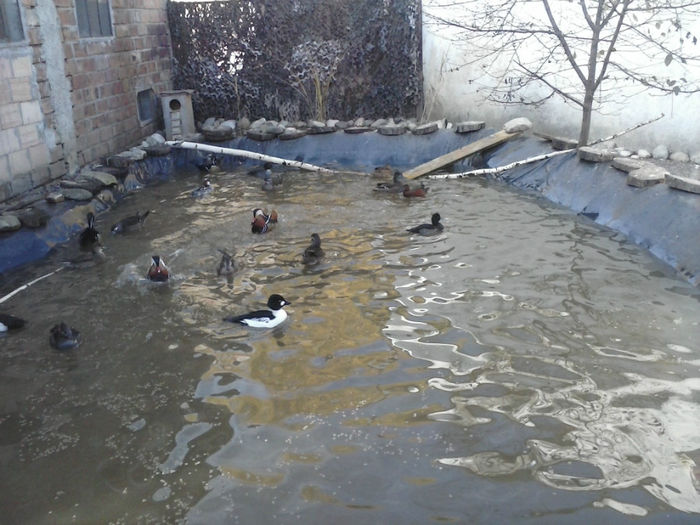 VARA 2013