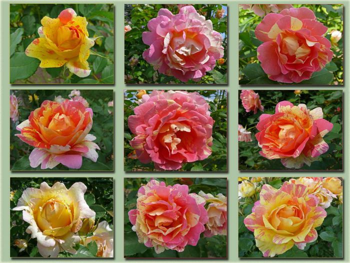gesichter-der-malerrose-rose-des-cisterciens-93a03907-c1fc-4662-9a5d-e09ed65a12a2 - Trandafiri cu petale serate si ondulate