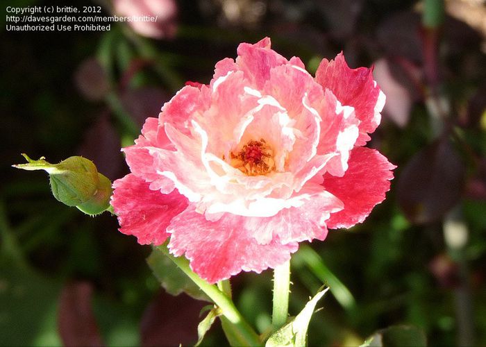 1ee7fe; Serratipetala Rose - trandafir vechi
