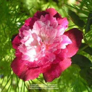 bf7e86-300; Serratipetala Rose - trandafir vechi
