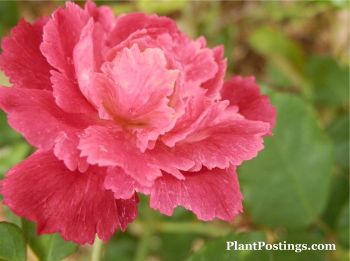 serrat; Serratipetala Rose - trandafir vechi
