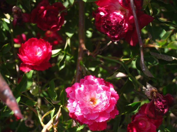serratipetala (1); Serratipetala Rose - trandafir vechi
