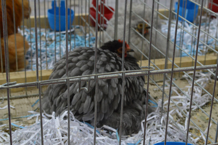 DSC_0123 - EXPO SZARVAS UNGARIA IANUARIE 2014