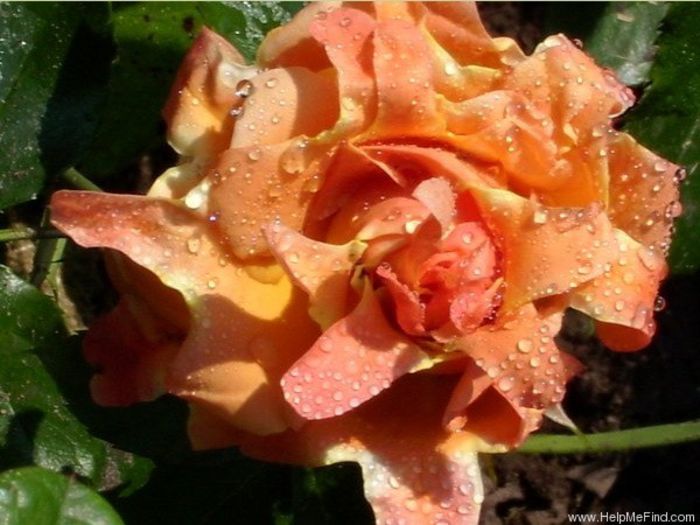 Ruffles Dream Rose; Ruffle's Dream - Interplant
