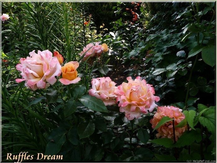 ruffles dream; Ruffle's Dream - Interplant
