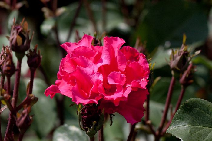 Rose,_Permanent_Wave_-_Flickr_-_nekonomania_(2); Permanent Wave Rose - trandafir vechi
