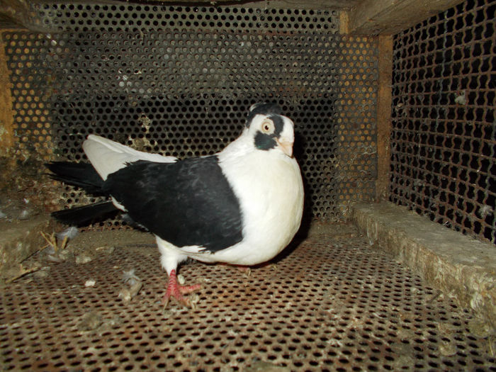 mascul 2012 - 1 - Porumbei pe care nu-i mai am - lot 2