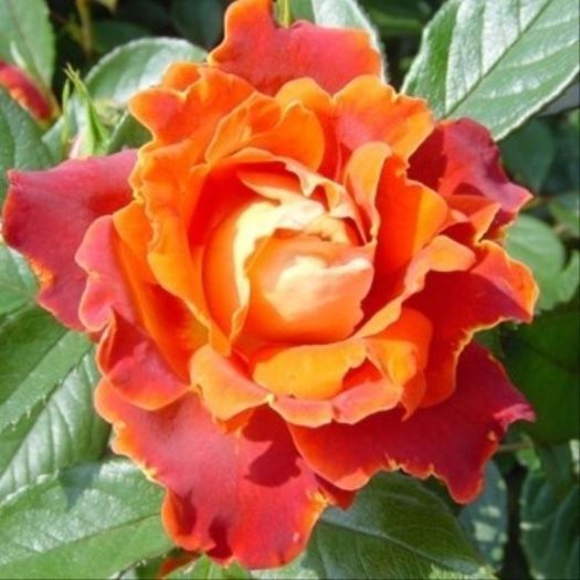 Ruffled_Rose_Chocolate_Ruffle; Chocolate Ruffles - Interplant
