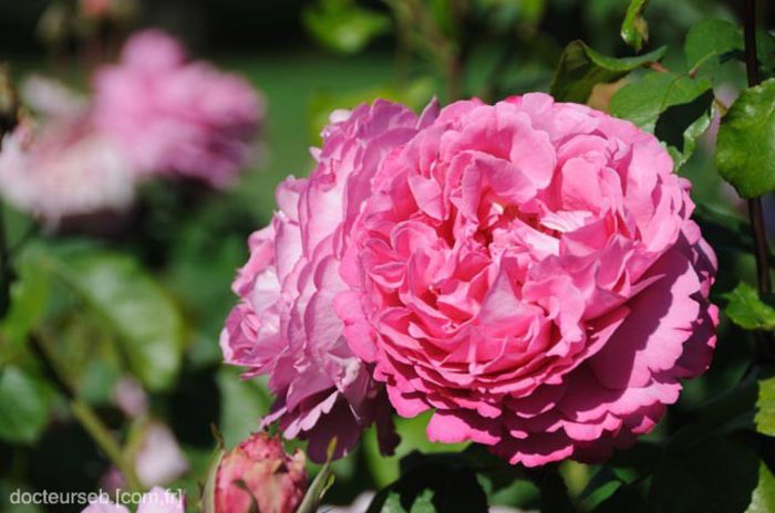 Yves-Piaget-Rose - Trandafiri cu petale serate si ondulate
