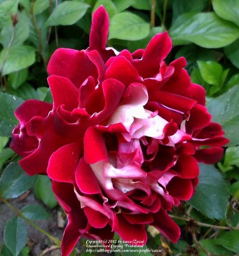 mr; Mystique Ruffles - Interplant
