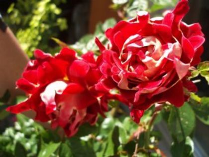 219504021; Mystique Ruffles - Interplant
