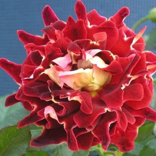 Ruffled_Rose_Mystique_Ruffle - Trandafiri cu petale serate si ondulate