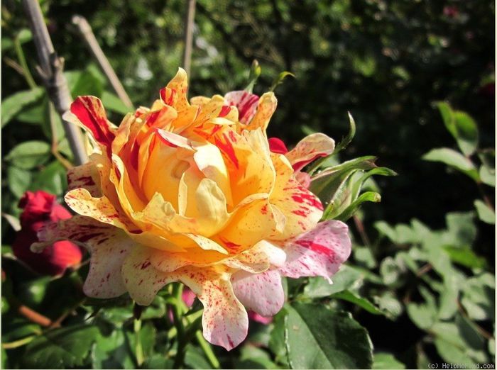 Nimet; Nimet Rose - Dominique Massad
