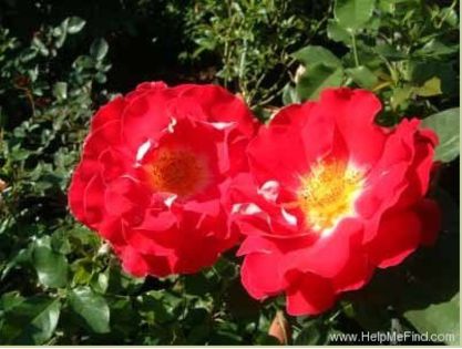 romantic ruff; Romantic Ruffles - Interplant
