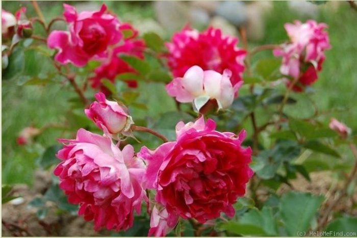 romantic ruffles1 - Trandafiri cu petale serate si ondulate