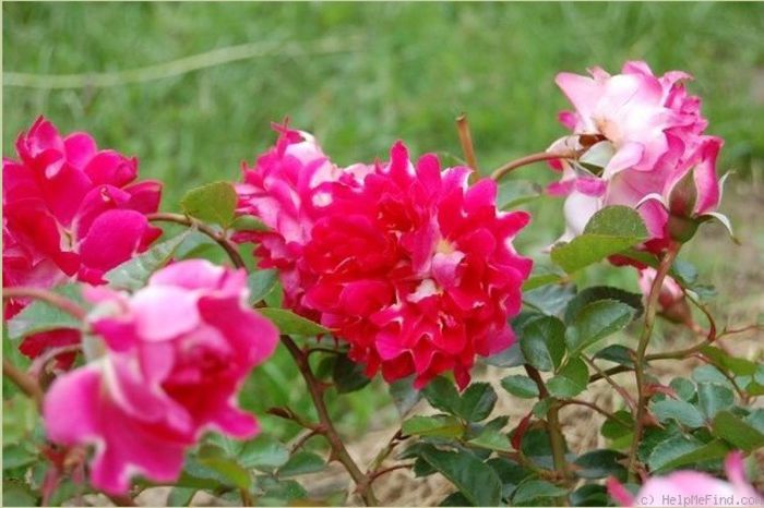 romantic ruffles2; Romantic Ruffles - Interplant

