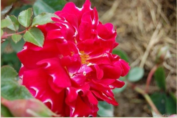 romantic ruffles3 - Trandafiri cu petale serate si ondulate