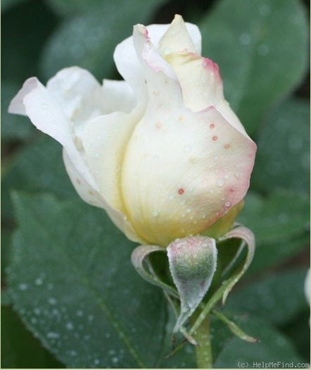 ruffles queen3; Ruffle's Queen- Interplant
