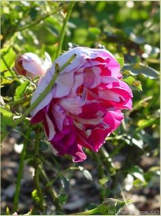 ruffles passion; Ruffle's Passion Rose
