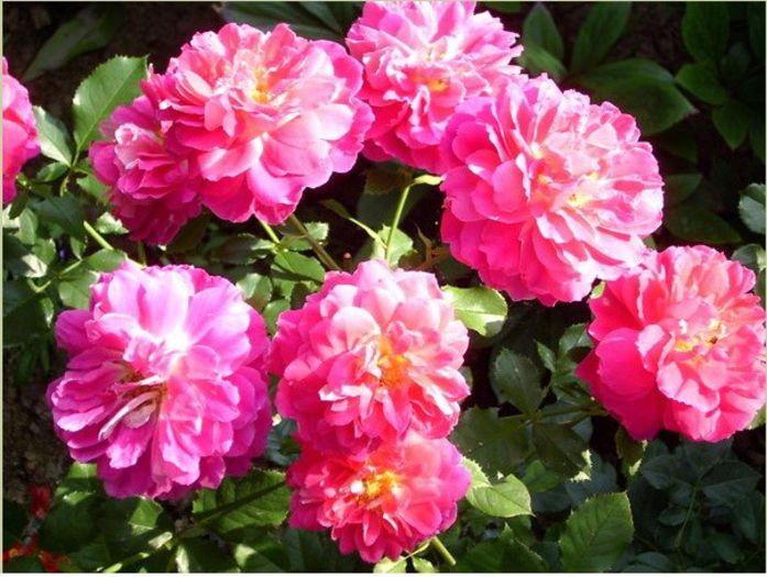 ruffles passion2; Ruffle's Passion Rose
