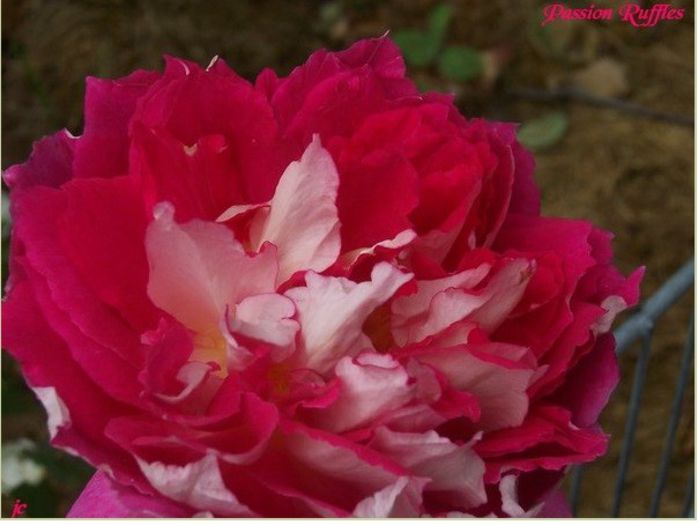 ruffles passion5; Ruffle's Passion Rose
