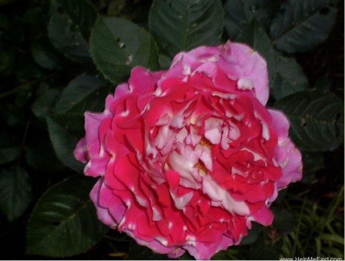 ruffles passion6; Ruffle's Passion Rose
