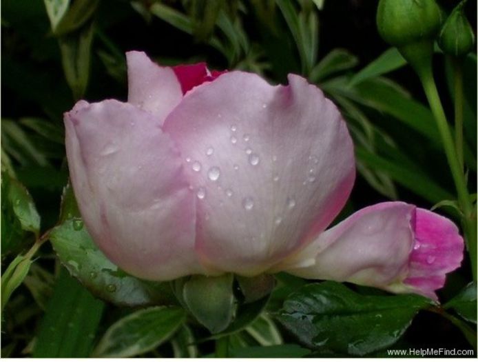 ruffles passion8; Ruffle's Passion Rose
