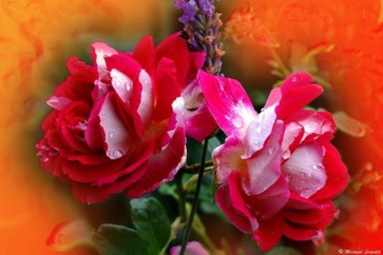 Rose%20Ruffles%20Passion; Ruffle's Passion Rose
