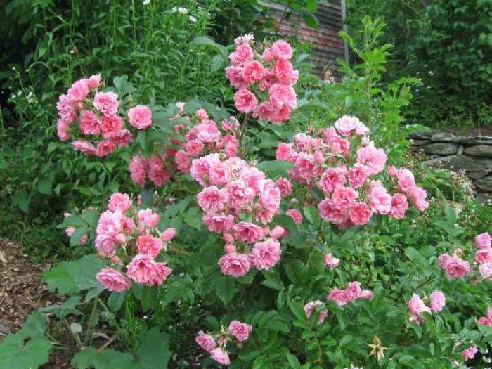 6-26-Pink-Grootendorst; Pink Grootendorst - rugosa

