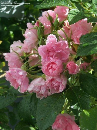 af9a68; Pink Grootendorst - rugosa
